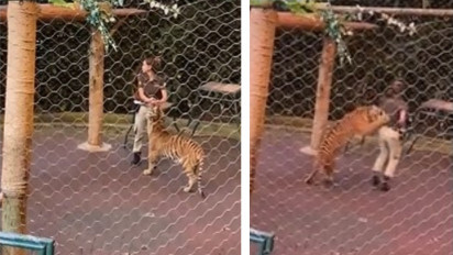 Sedang Asik Bermain-main saat Pertunjukan, Seorang Pawang Wanita Diterkam Harimau saat Melakukan Atraksi