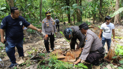 Inilah Pengakuan Salah Satu Pelaku Pembalakan Liar di Lumajang, Selalu Beraksi Pada Malam Hari