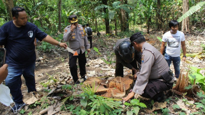 Kehilangan 10 Pohon Jati Berusia 46 Tahun di Lumajang, Polisi Ungkap Dugaan Pembalakan Liar