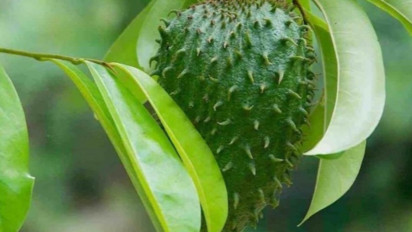 Penelitian di Amerika Buktikan Daun Sirsak Berkhasiat Turunkan Kolesterol hingga Bunuh Sel Kanker, Simak Cara Bikin Ramuannya