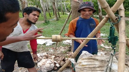 Harga Karet di Tapsel Turun Drastis, Petani Mengeluh Karena Omzet Berkurang