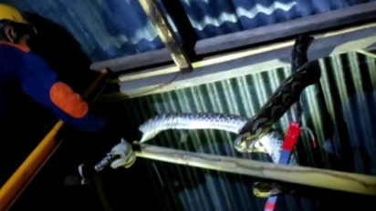 Ular Piton Sepanjang 5 Meter Masuk Rumah Warga di Mamuju, Proses Evakuasi Berlangsung Dramatis