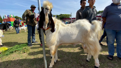 Festival Kambing di Kebumen, Memperkenalkan Kambing Peranakan Etawa Ras Kaligesing