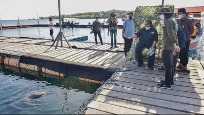 3 Lumba-lumba Hasil Evakuasi dari Pertunjukan Dilepasliarkan KLHK, 3 Tahun Lebih Jalani Rehab