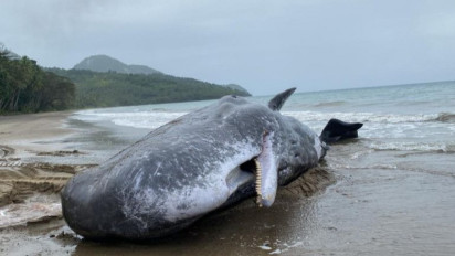 Ikan Paus 12 Meter yang Terdampar Buru Selatan, Ini Penampakannya