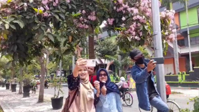 Serasa di Jepang, Warga Blora Berswafoto di Bawah Pohon Tabebuya