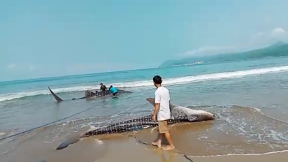 Sepasang Hiu Tutul Berukuran Besar Terdampar di Perairan Pacitan Jatim