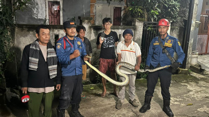 Bikin Merinding! Ular Piton Besar "Ngumpet" di Kolong Tempat Tidur Buat Geger Warga Bojong Gede