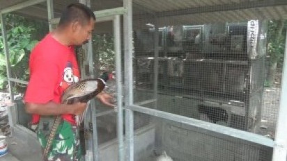 Budidaya Ayam Hias Jenis Ringneck Pheasant Mulai Digemari, Ini Kiatnya