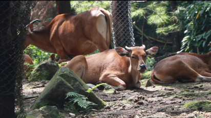 Ex Jihadis Diberdayakan, BNPT Ternak Persilangan Sapi Bali dengan Banteng Jawa