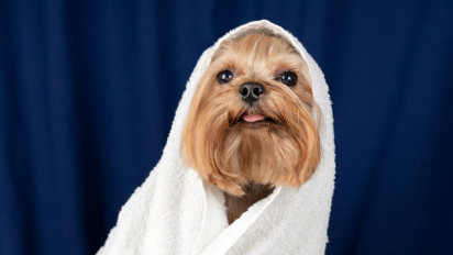 Hukum Ketika Seekor Anjing Menyentuh Pakaian Kita, Apakah Harus Langsung Dicuci?