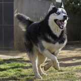 Tragis, Satu Keluarga Jadi Korban Buasnya Anjing Husky dan Arogansi Oknum Pejabat Kejari Tebing Tinggi, Begini Kondisi Anaknya