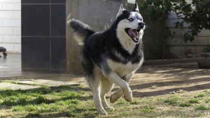 Tragis, Satu Keluarga Jadi Korban Buasnya Anjing Husky dan Arogansi Oknum Pejabat Kejari Tebing Tinggi, Begini Kondisi Anaknya