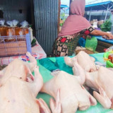Harga Ayam Hidup Anjlok, Peternak Menjerit: Perlu Langkah Cepat Pemerintah Menyeimbangkan Supply-Demand