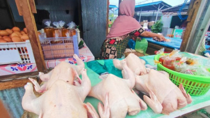 Harga Ayam Hidup Anjlok, Peternak Menjerit: Perlu Langkah Cepat Pemerintah Menyeimbangkan Supply-Demand