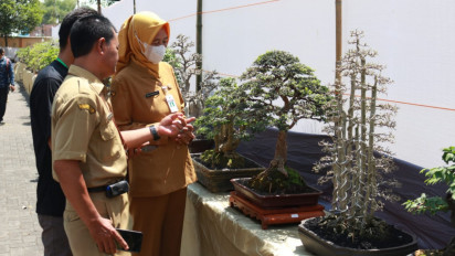 Kontes Pesona Bonsai Samin di Blora, Hadirkan Ratusan Tanaman Bonsai