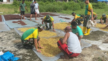 Aksi Satgas Yonarmed 1 Kostrad Bantu Warga Desa Waelikut Panen Cengkeh