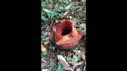 Akhirnya, Setelah Menunggu 16 Tahun Rafflesia Arnoldii di Kebun Raya Bogor Mekar, Petugas Langsung Pasang Pagar Batasi Pengunjung