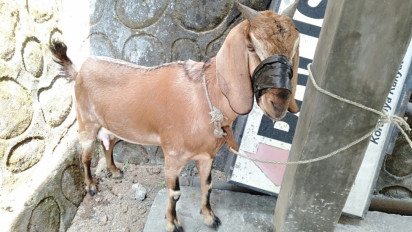 Beraksi di 18 TKP, Maling Kambing dan Penadah Diringkus Satreskrim Polres Gunungkidul