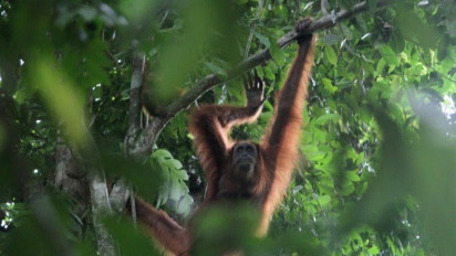Hebatnya Gunung Leuser di Aceh: Empat Satwa Hebat Hidup Sekaligus