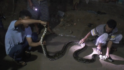 Ini Penampakan Ular Piton yang Memasuki Pemukiman Warga di Jepara