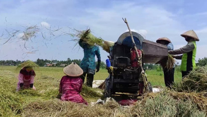 Kenaikan Harga BBM Berimbas Pada Ongkos Produksi, Petani Akan Naikkan Harga Padi