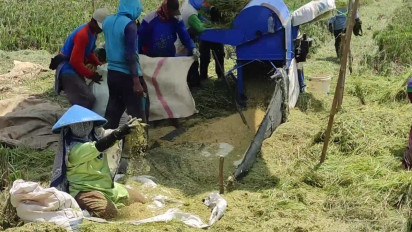 Senyum Bahagia Petani Kendal, Harga Padi Naik pada Musim Panen Tahun Ini