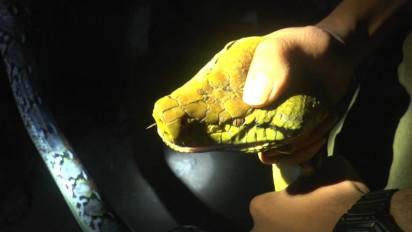 Lagi, Begini Ketegangan Petugas Saat Evakuasi Ular Piton Dewasa dengan Panjang 3 Meter di Jepara