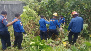 Buru Ular Piton 9 Meter di Semak-Semak Dekat Pemukiman Warga