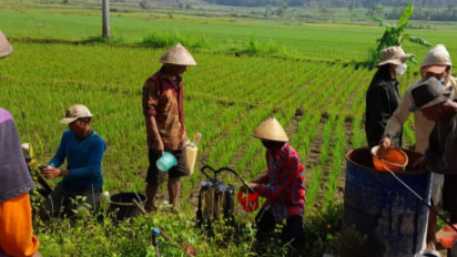 Diserang Hama Wereng, 15 Hektare Tanaman Padi Alami Gagal Panen