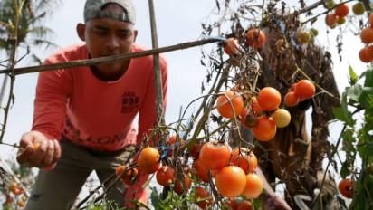 Harga Tomat Anjlok, Petani di Temanggung Membiarkan Tomat Siap Panen Membusuk di Pohon