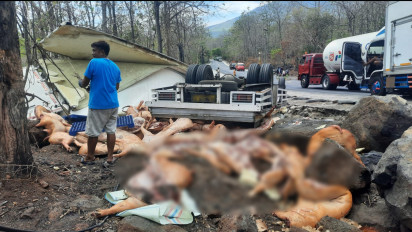 Tak Kuat Menanjak dan Minimnya Penerangan, Truk Muatan Babi Terbalik hingga Berserakan di Jalan