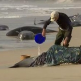 14 dari 230 Paus Terdampar di Tasmania Ditemukan, Upaya Penyelamatan Terus Dilakukan