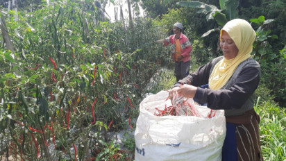 Harga Cabai di Tingkat Petani Lereng Merapi Boyolali Menurun