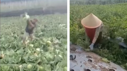 Viral Video Petani Mengamuk di Ladang Babat Habis Sayuran Miliknya, Akibat Harga Jual Sayuran yang Merosot