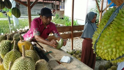 Musim Panen Durian di Tapanuli Selatan, yuk Cicipi Nikmatnya si Jabak yang Memabukkan
