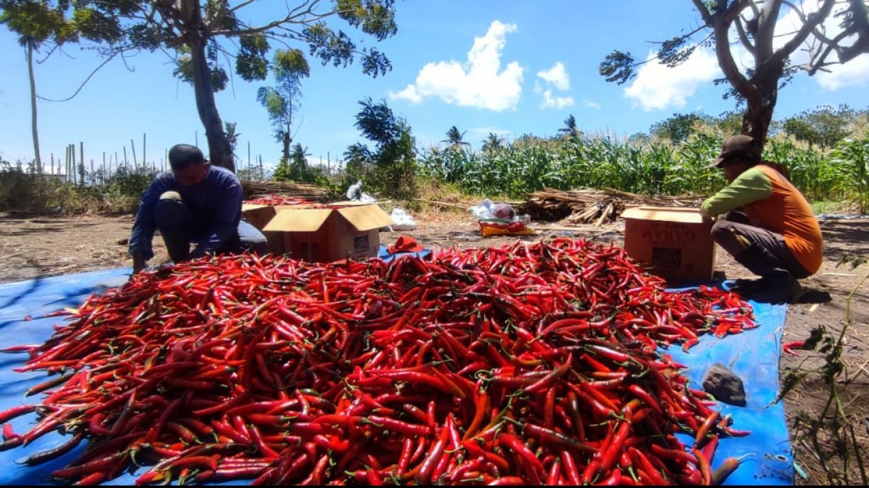 Harga Cabai Besar Melambung, Petani Panen lebih Awal
            - galeri foto