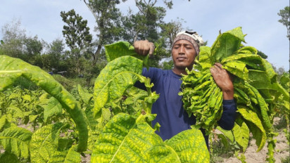 Petani di Boyolali Keluhkan Harga Tembakau Kering Merosot