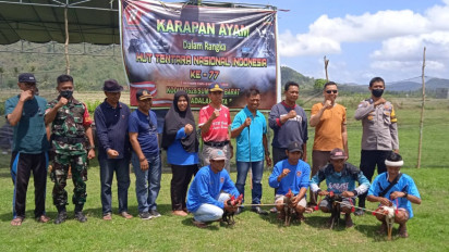 Unik, Lomba Karapan Ayam Berlangsung Jelang Peringatan Dirgahayu ke 77 TNI di Sumbawa Barat
