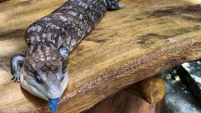 Keren! GL Zoo Berpotensi jadi Kebun Binatang Bertaraf Internasional