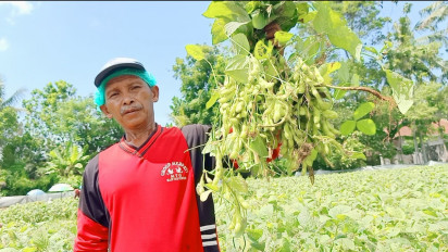 Pasca Covid 19, Ekspor Kedelai Edamame Jember ke Lima Benua Naik 10 Persen