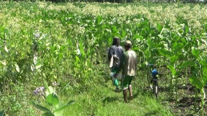 Harga Tembakau Mahal, Keuntungan Tak Puaskan Petani, Lantaran Mahalnya Harga Pupuk Subsidi