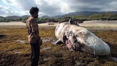 Ikan Paus Sepanjang 10 Meter Terdampar di Pantai Tatar Sumbawa Barat