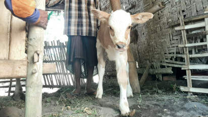 Heboh, Sapi Berkaki Tiga Lahir di Lumajang, Jadi Tontonan Warga
