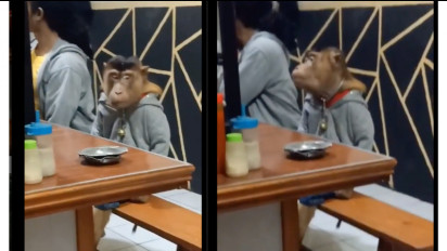 Viral Seekor Monyet Asik Ikutan Nongkrong di Warkop, Netizen: Abang Warkopnya Biasa Aja, Kayanya Udah Langganan
