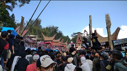 Ritual Adat Adu Kerbau di Toraja Disusupi Judi Terselubung, Polisi Dibuat tak Berdaya  
