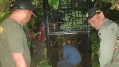 Musim Durian di Sumsel Picu “Konflik” antara Warga dengan Beruang Madu