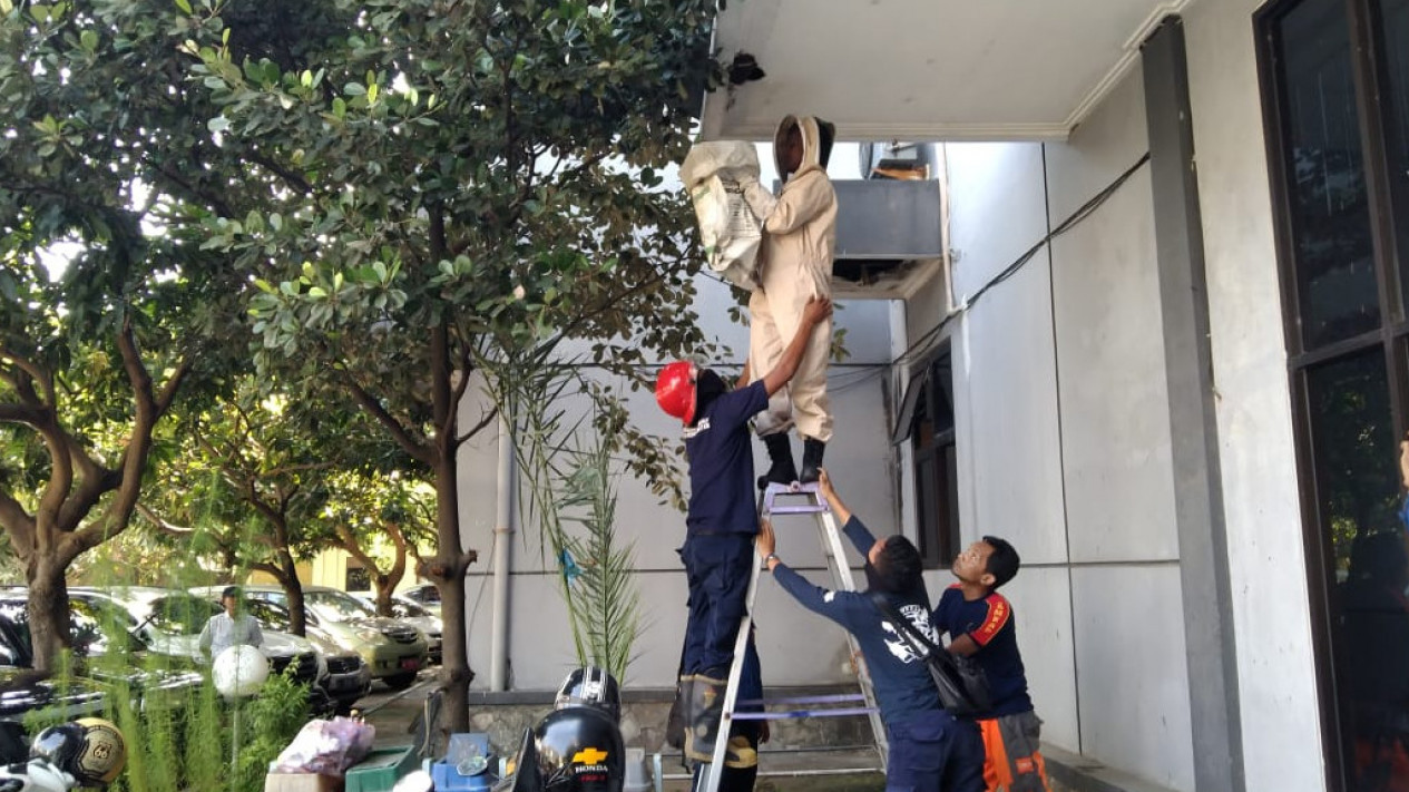 Meresahkan, Petugas Damkar Gresik Evakuasi Sarang Ribuan Tawon di Kantor Dinas Pertanian
            - galeri foto
