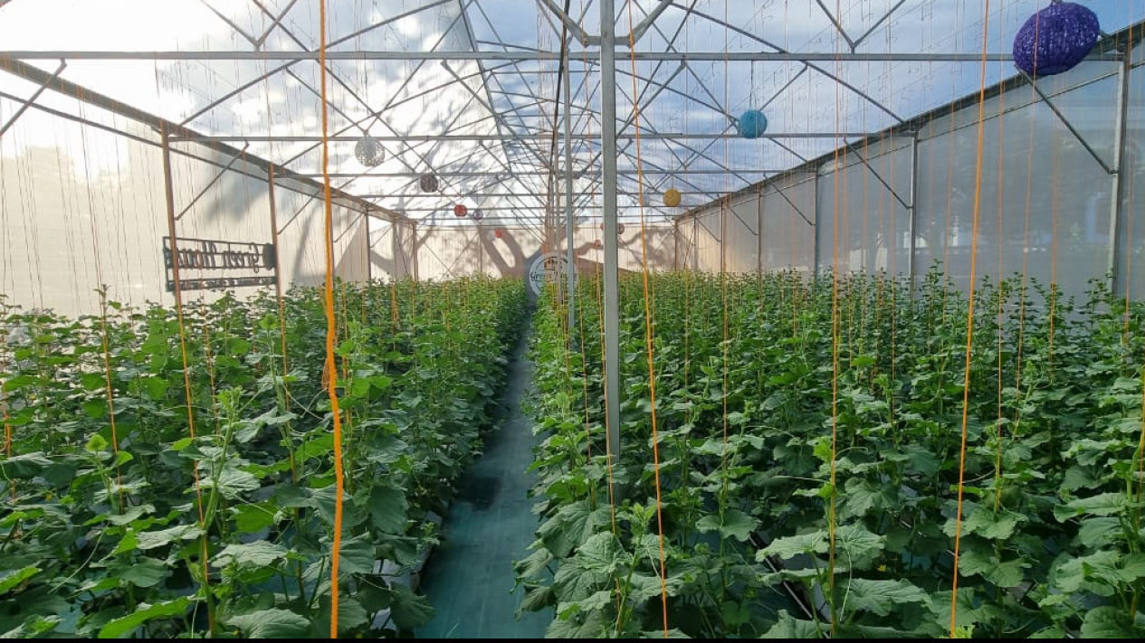 Masjid Al-Akbar Surabaya Dirikan Green House, Taman Ribuan Golden Melon
            - galeri foto