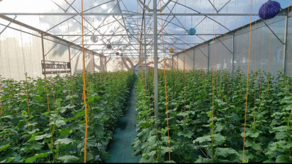 Masjid Al-Akbar Surabaya Dirikan Green House, Taman Ribuan Golden Melon